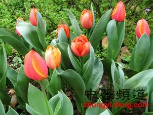 外出郊游千万别碰8种花草