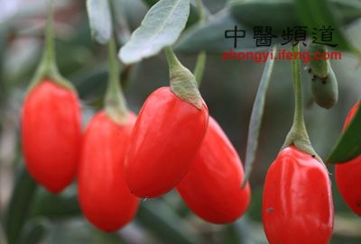 营养滋补佳品枸杞哪些人不能吃