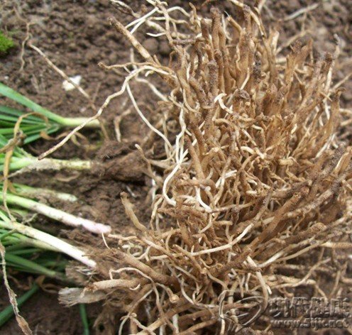 韭菜根可止痛止血 7种蔬菜根竟有特殊用途