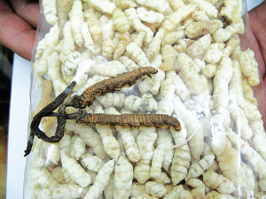“土虫草”≠冬虫夏草 专家：纯粹“山寨货”