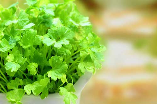 香菜可加重气虚感冒 易感冒者要“划清界线”