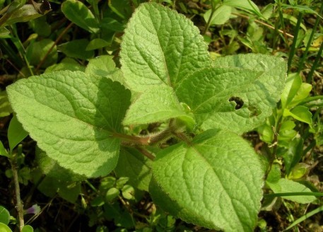 香味中药能化湿：佩兰香能去秽 砂仁醒脾开胃