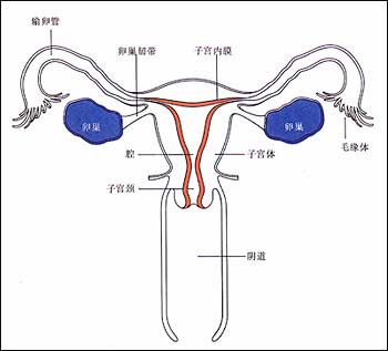 白带减少或是卵巢早衰症状 治疗重补肾活血