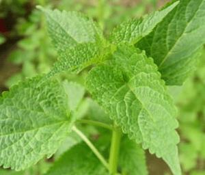 治疗口臭先清胃泻热 藿香薄荷方生津止渴化浊