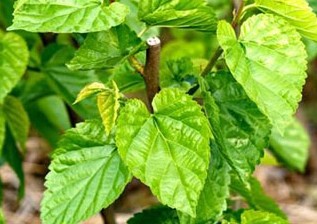 秋季慢性咽炎高发难愈 5大偏方帮你排忧解难